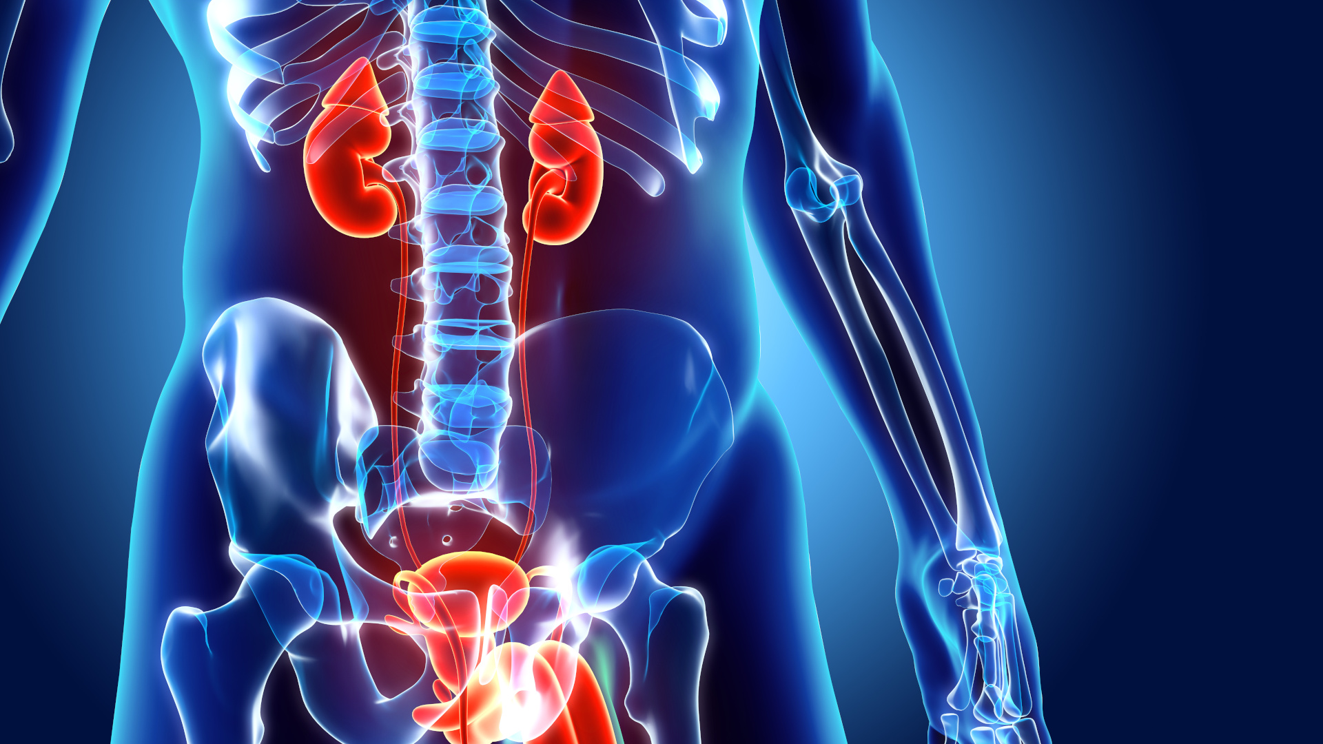 3D illustration of Urinary System - Part of Human Organic.